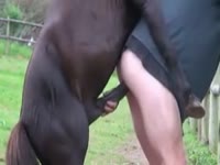 Horse anal with farm caretaker